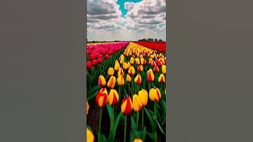 Tulip Fields #tulip #flowers #field #nature #shorts #foryou #youtubeshorts