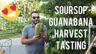Soursop, Guanabana & Graviola Harvest / Cutting & Taste Test