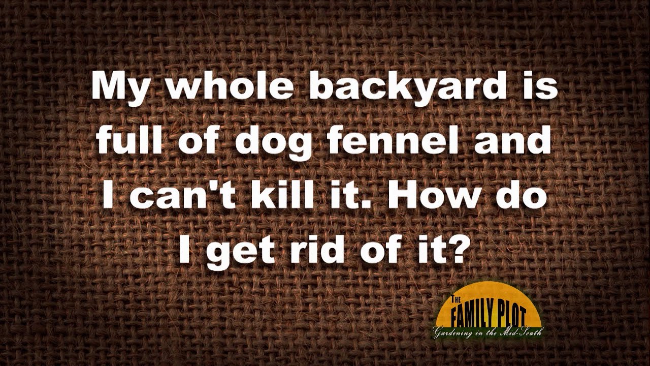 Q&A My whole backyard is full of dog fennel. How do I get rid of it? YouTube