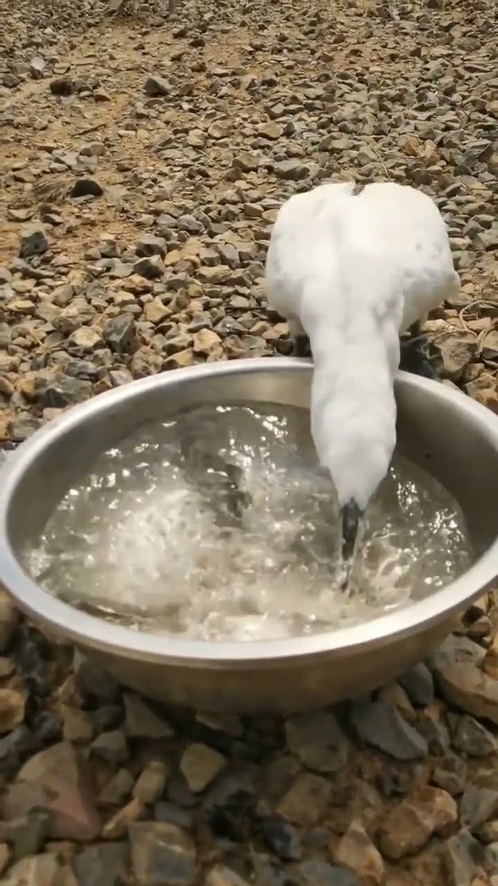 Bird Swiftly Swallows Fish || ViralHog