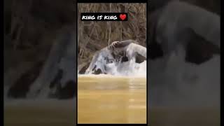 king is king, highly attitude lion king, courage is everything,most viewed viral video today's