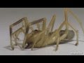 aaah the dreaded camel spider