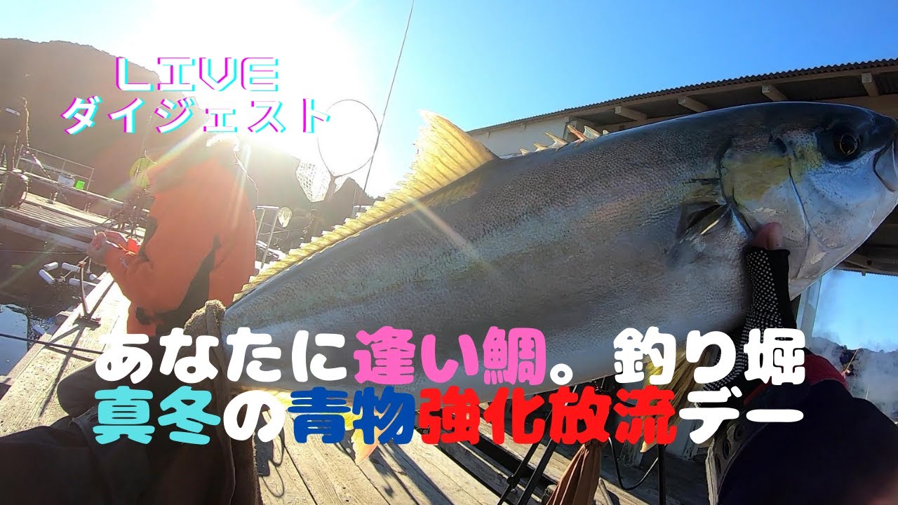 泳がせでも誘いまくる あなたに逢い鯛 釣り堀 青物強化デー を攻める Youtube