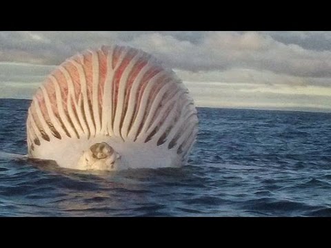 It's Over Video