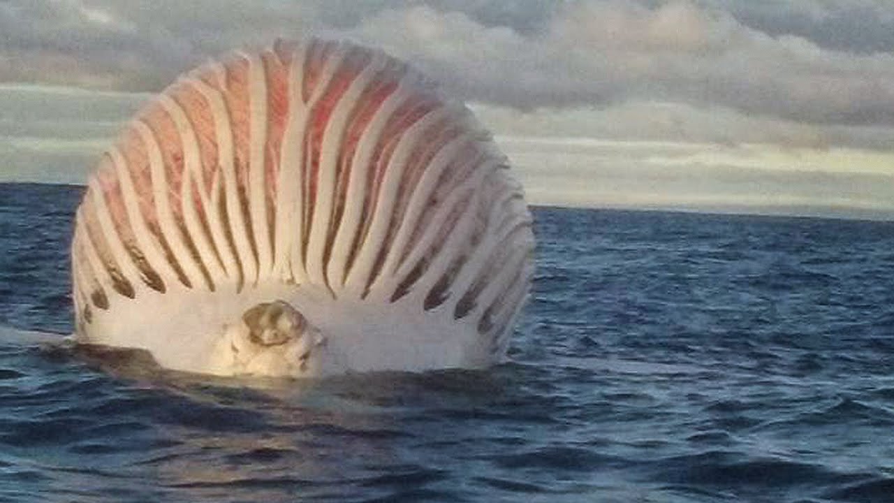 10 Strange Creature Photos Explained YouTube