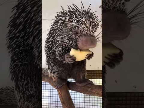 لماذا تتفادى كل الحيوانات مواجهة هذا الكائن اللطيف