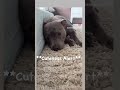 Cute cute and cute - any time of day 🐶🐾❤️ #staffy #puppy #staffordshireterrier #britishsummer