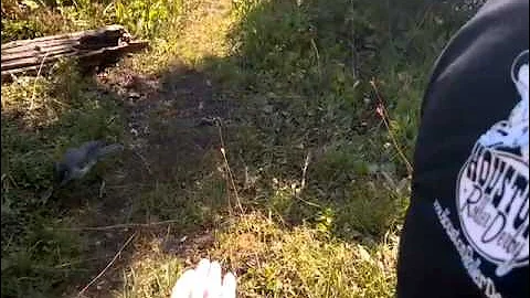 Feeding a wild Grey Jay