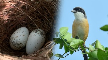 New Nest of Long tailed Shrike with 2 eggs