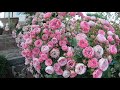 Розы флорибунда. Pomponella (Помпонелла)