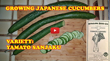 Growing Japanese Cucumbers - Yamato Sanjaku = 2 foot long