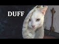 攻撃的なネコを幸せにする方法 | 猫ヘルパーS1 | Ep.3 DUFF