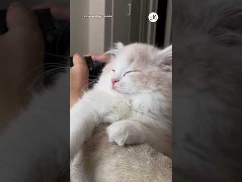 ウトウト…ハッ!しちゃう猫さま｜PECO #スコティッシュフォールド #猫 #愛猫家 #猫のいる暮らし  #scottishfold#cat #catlover #catlife