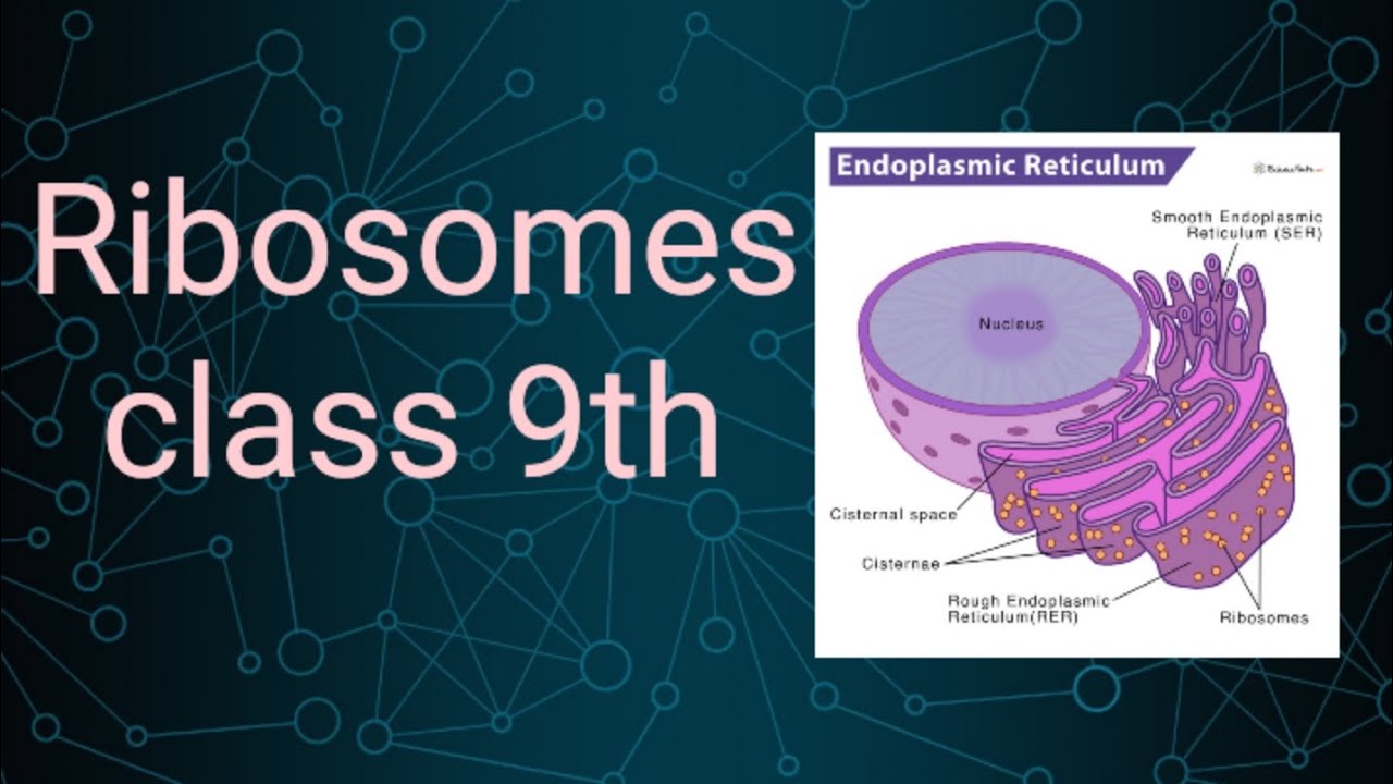 Ribosome.cell organelle.organelle.protein making organelle.cell.bio.science topic for demo.assigment