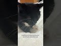 Watching Uni make biscuits makes me feel better #catsofyoutube #cutecat #uni