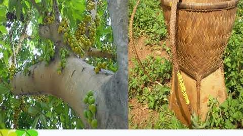 Tuần 24   Tập đọc lớp 5    Luật tục xưa của người Ê   đê