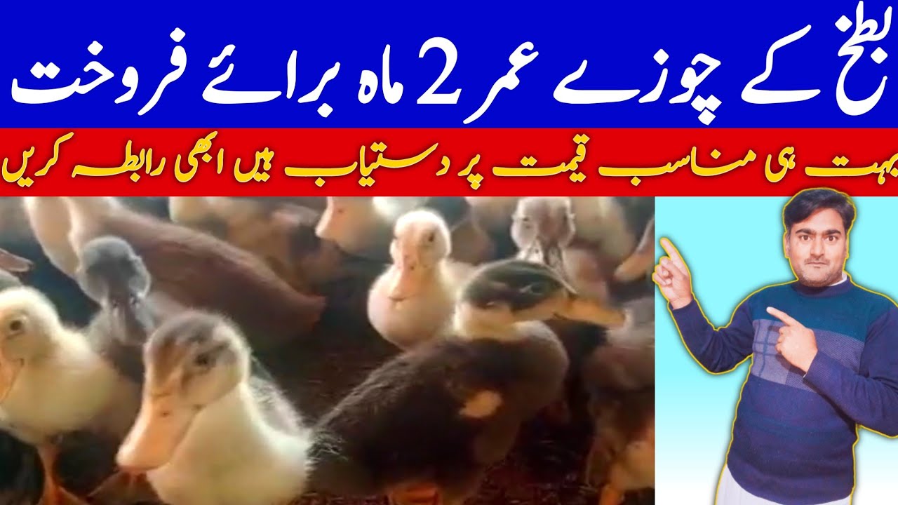Duck 🦆 Chicks For Sale Duck Chicks Price in Pakistan 2024 Day Old