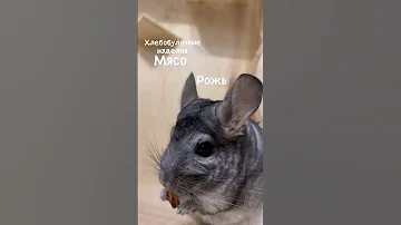 Никогда не корми этим шиншиллу #chinchilla #шиншилла