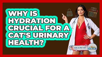 Why Is Hydration Crucial For A Cat