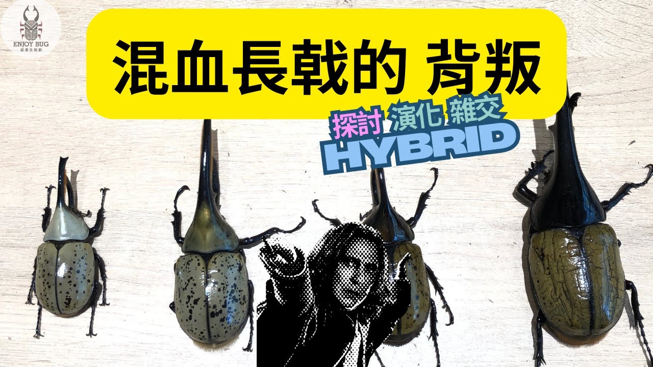 當美西白兜❤️遇上長戟大兜，Dynastes 雜交碰出新火花【玩蟲趣】