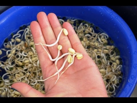 How to grow Bean Sprouts - Cach lam Gia Do   Helen