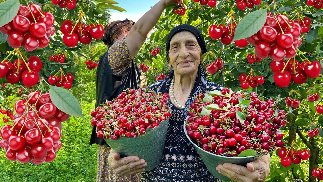 Микс «Мы приготовили вишневый компот» и видео бабушкиного урожая фруктов