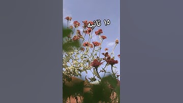 #اكسبلور #قران_كريم #اسلام_صبحي #اكسبلور #تلاوة #عبدالرحمن_مسعد #love #beautiful #funny #farming #na