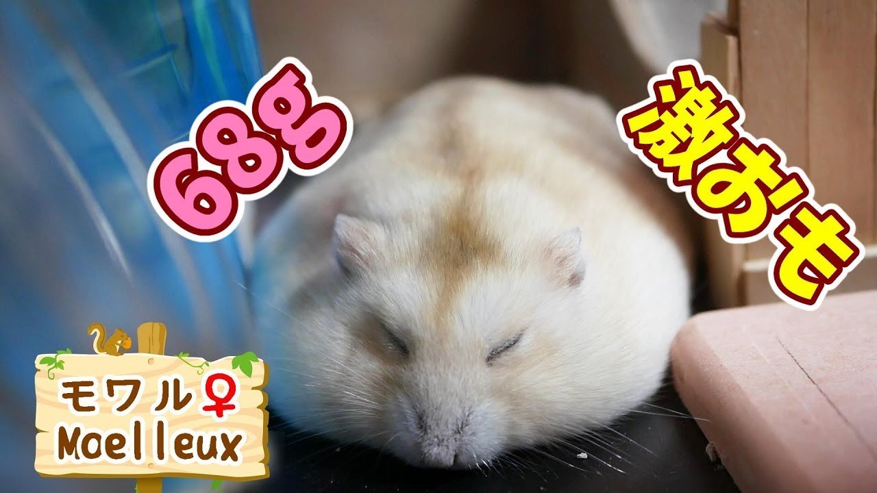 激おもハムスターモワルの成長が止まらない Youtube