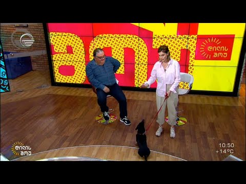 ძაღლის ფსიქოლოგია - როდის სჭირდება ძაღლს ფსიქოლოგი