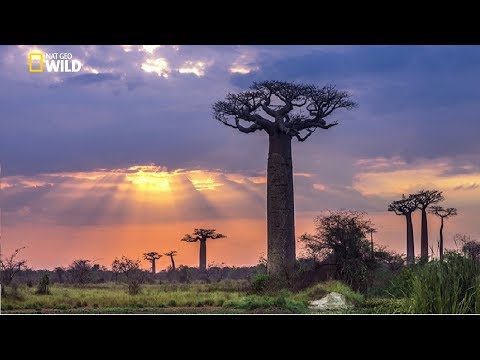 National Geographic Documentary | Madagascar  A World Apart | BBC Nature