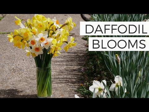 Daffodils as Cut Flowers - Harvest Tips and Tricks for Longest Vase Life
