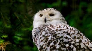 Owls: Enigmatic Guardians of the Night Profile