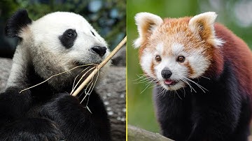 Creature Comparison: Giant Panda 🐼 vs. Red Panda(1.5k subs!!!)