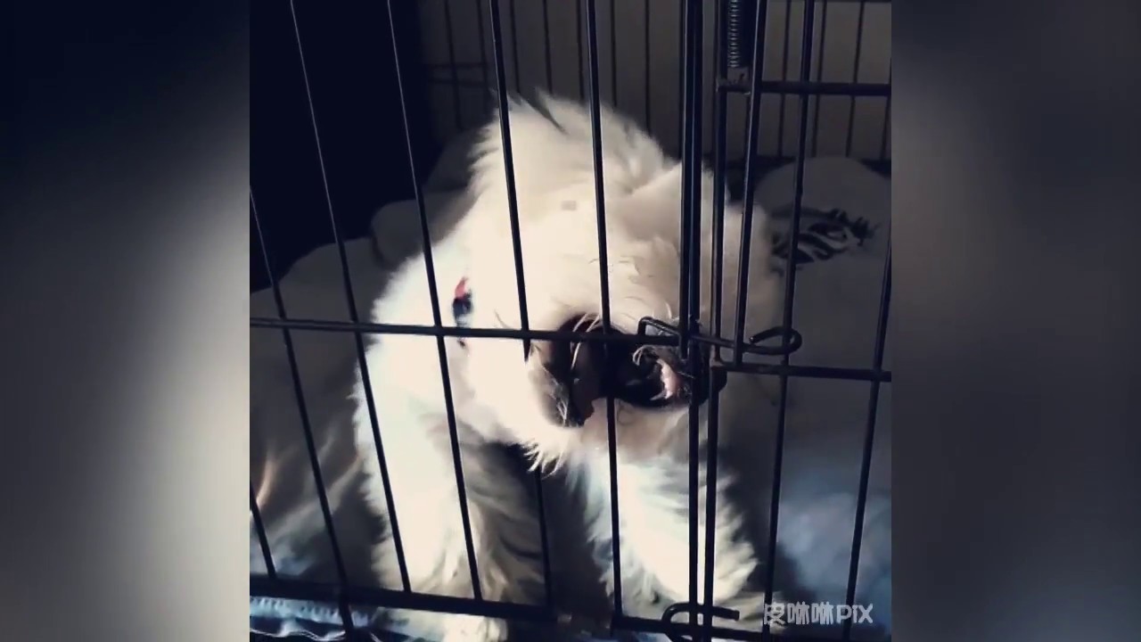 puppy biting crate