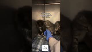 Cat Bro 🐈 #shorts #meow #kitten #cats #funnycat #cat #viral #cutecat #kitty #animal #