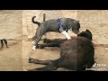Pure American bully pups. Funny Tik Tok videos full watching video American Bully