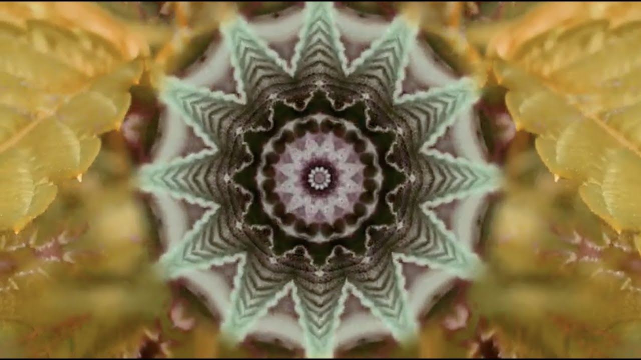 Old Pal Plant Sounds (Massachusetts) - Sour Diesel x Animal Cookies Strain