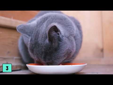 Wet Food Vs Dry Which Is Better For CATS Pros Cons 