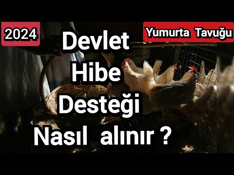 Devlet Destekli tavuk çiftliği nasıl kurulur?