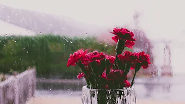 100+ Rain Free Stock Footages _ 1080p .mp4