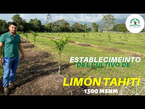 Video: ¿Qué es un tilo de Tahití? Consejos para cultivar limones persas de Tahití