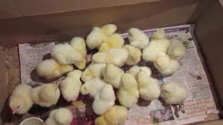 Бройлерные цыплята Арбор Айкрес и гусята Линда и Ланда.