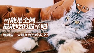 【缅因猫】全网最能吃的猫一天四五顿这才是凭实力吃垮铲屎官缅因猫一天最多能吃多少