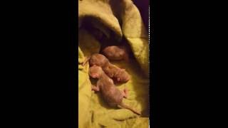 Newborn 1 Day Old Kit Fox Babies