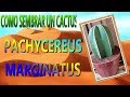 COMO PLANTAR UN CACTUS || PACHYCEREUS MARGINATUS ||