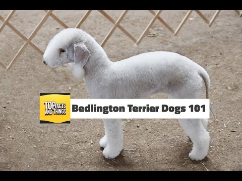 ვიდეო: Bedlington Terrier ძაღლის ჯიშის ჰიპოალერგიული, ჯანმრთელობისა და სიცოცხლის ხანგრძლივობა