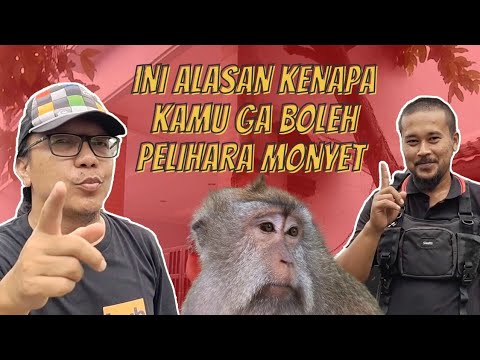 Video: Apa kelebihan monyet?