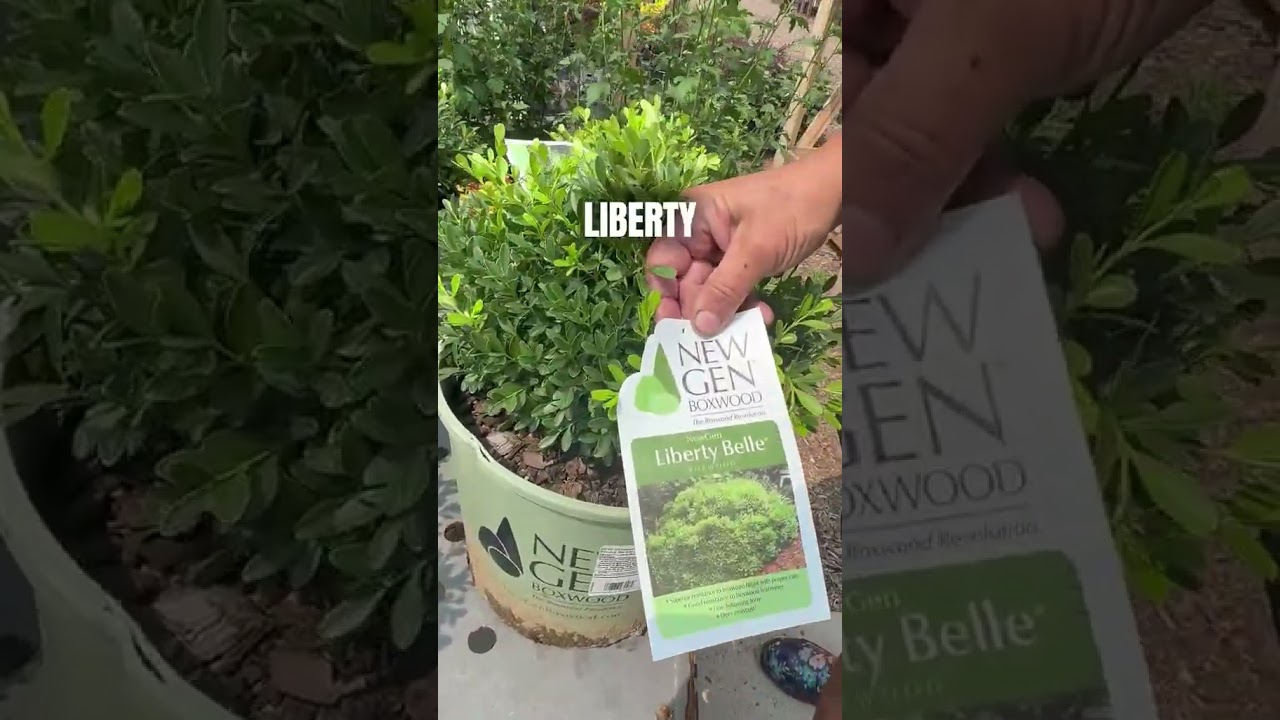 Aesthetic Plant Mixing in Marion, Iowa