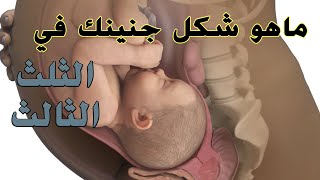 نمو الجنين في الثلث الثالث| Third Trimester شكل الجنين في الثلث الثالث من الحمل