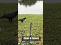 Crows eating peanuts #crows #corvid